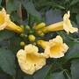Campsis flava