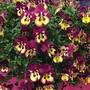 Pansy 'Coolwave Raspberry Swirl'