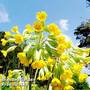 Primula veris