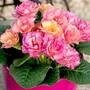 Primrose 'Amore'