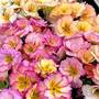 Primrose 'Amore'