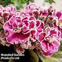 Saintpaulia 'Newtown Ohio'