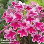 Streptocarpus 'Caitlin'