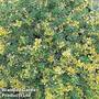 Thyme 'Doone Valley'