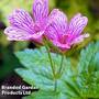 Geranium 'Foundlings Friend'