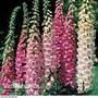 Foxglove 'Excelsior Hybrid Mixed'