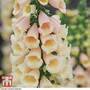 Foxglove 'Dalmatian Peach' F1 Hybrid