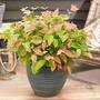 Blueberry 'Flamingo'
