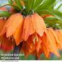 Fritillaria 'Orange Beauty'