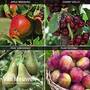 Fruit Tree Orchard Collection