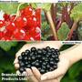 Soft Fruit Collection A Prepacked