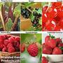 Soft Fruit Collection B Prepacked