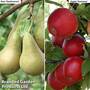 Fruit Tree Duo