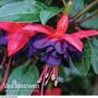 Fuchsia 'Dollar Princess'