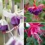 Fuchsia Hardy Collection