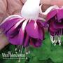 Fuchsia 'Giant Marbled Heri Mochara'