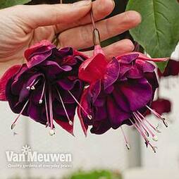 Fuchsia 'Purple Rain'