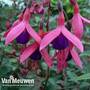 Fuchsia 'Tom Thumb' (Hardy)
