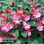 Fuchsia 'Heidi Ann'