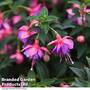 Fuchsia 'Lionita Double Rose-Blue'