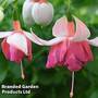 Fuchsia 'Peachy' (Giant Trailing)