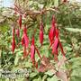 Fuchsia magellanica 'Versicolor'