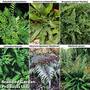 Fern Collection