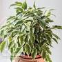 Weeping Fig (Ficus benjamina Kinky)