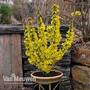 Forsythia x intermedia 'Nimbus'