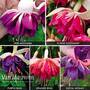 Fuchsia 'Deluxe Giant Marbled' Collection