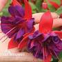 Fuchsia 'Voodoo'