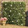 White Flower Hedge Trellis -1x2m