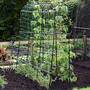 Garden Gear Pea and Bean Tunnel 1.8 x 1.8m
