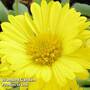 Gaillardia aristata Mesa Yellow