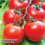 Tomato 'Gardener's Delight' (Grafted)