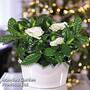 Scented Gardenia 'Snowball' - Gift