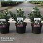Gardenia jasminoides 'Sweet Star'