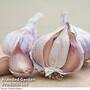 Garlic 'Germidour' (Autumn Planting)