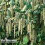Silk Tassel bush