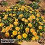 Gazania 'Suncarpet'