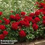 Geranium 'Summer Lovers Dark Red'