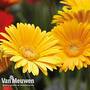 Gerbera 'Sweet Smile'