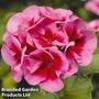 Geranium 'Summer Lovers Rose Splash'
