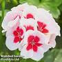 Geranium 'Summer Lovers White Splash'