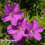 Geranium sanguineum ?Tiny Monster?