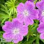 Geranium sanguineum Vision Violet