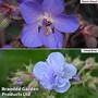 Geranium Cloud Collection