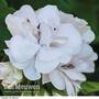 Geranium 'White Pearl'