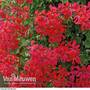 Geranium 'Balcon Red'
