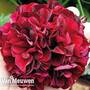 Geranium 'Rosebud Tommy'